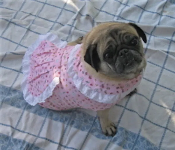 Sleepwear: Jammies for Girl Pugs